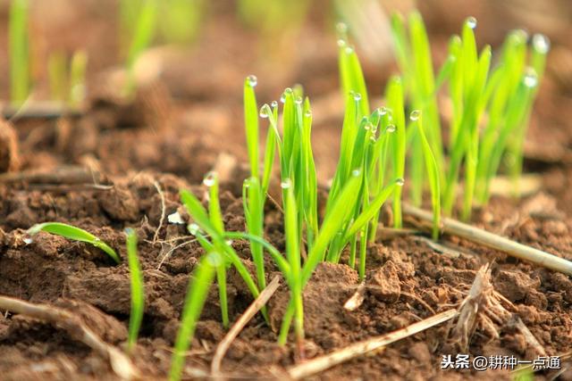 小麦高产种植技术及病虫害防治技术研究