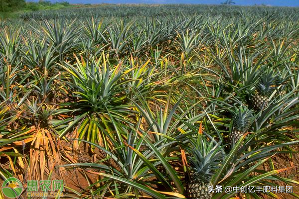 菠萝高产种植方法