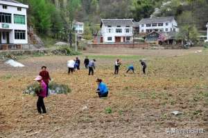 野菊花种植基地(【民生动态】小小野菊花铺“开”致富路)