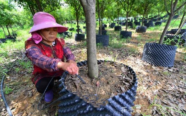 垃圾场长出“移动森林”，4万株盆栽苗木郁郁葱葱成景观