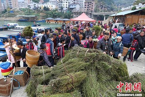 贵州剑河钩藤中药材市场购销两旺