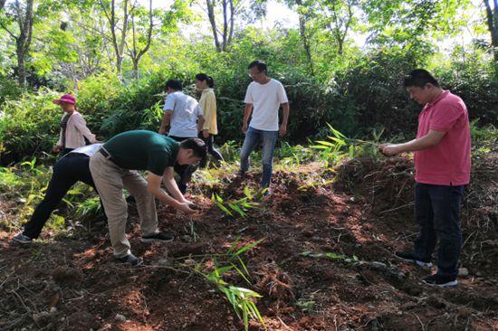 定安龙湖镇青年志愿种植“益智”，助力脱贫攻坚