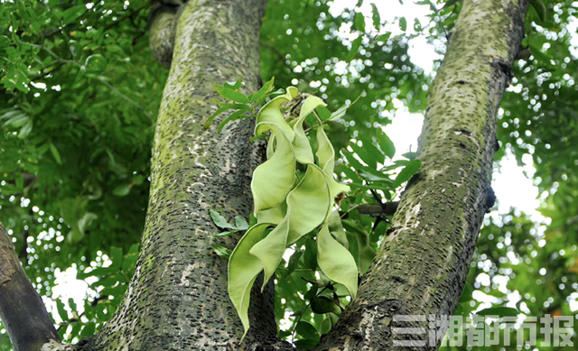 神奇生物在哪里｜植物界的“熊猫”，全球仅存的9棵野生绒毛皂荚栖身衡山