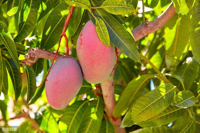 8-9月高温多雨，芒果炭疽病盛发期，如何防治才能保产保丰收？