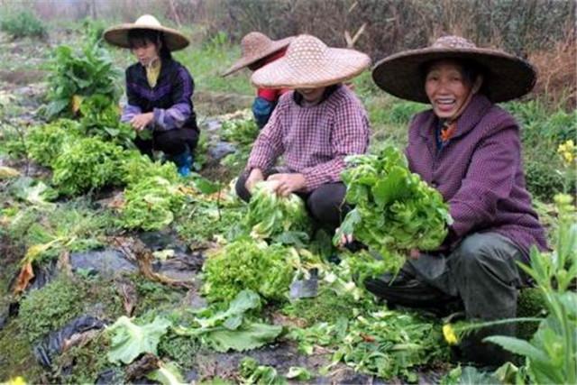 日光温室秋冬季儿菜栽培技术，简单实用又简单，老经验老农来支招