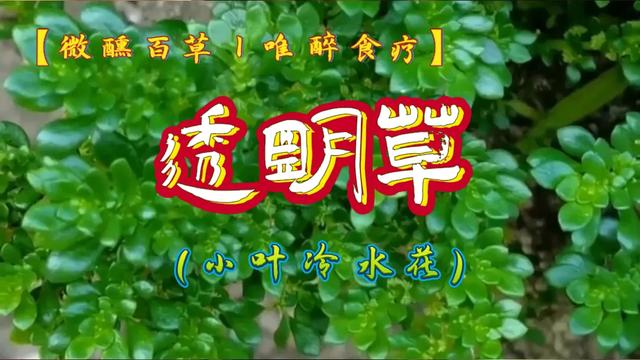 独特而迷人的小精灵：小叶冷水花（透明草）