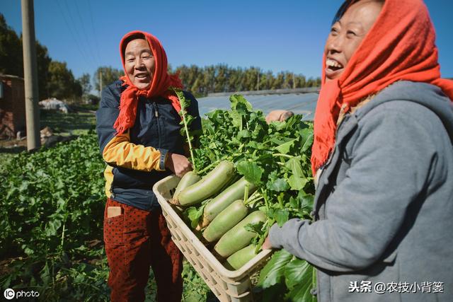 萝卜种植只要用好这2招，每亩能够多收两三成