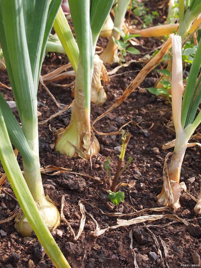 大蒜栽培种植技术要点