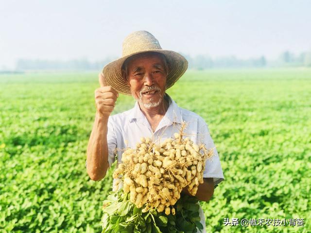 种一亩地要花多少钱？玉米、花生、红薯高产种植肥药方案给你答案