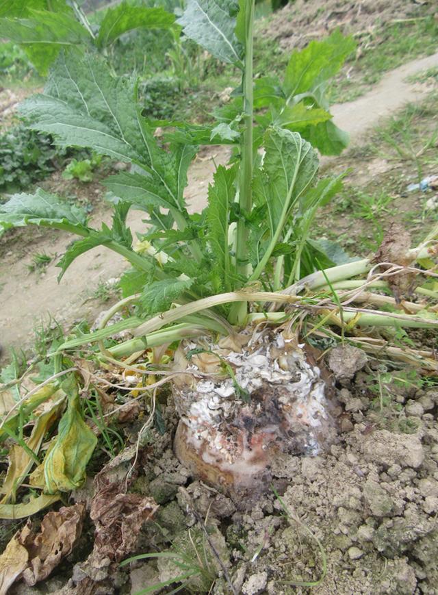 如何让小洲头菜生长健壮？植物学博士走进基地来支招