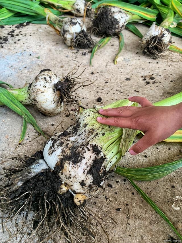 大蒜栽培种植技术要点