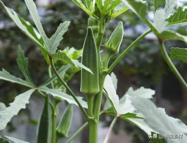 资深农业技术员告诉你：健康蔬菜秋葵的种植方法，如何提高产量？