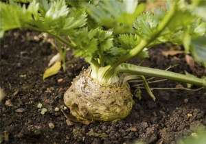 野芹菜怎么种植(根芹菜栽培技术，这些方法掌握住，丰收不用愁)