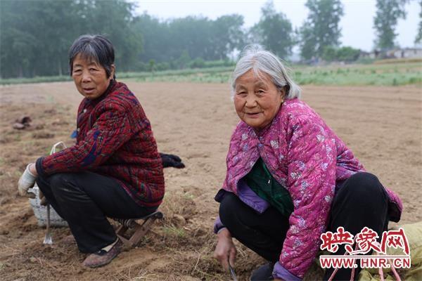 淮滨：“小草”关乎“大民生”猫爪草喜迎丰收年