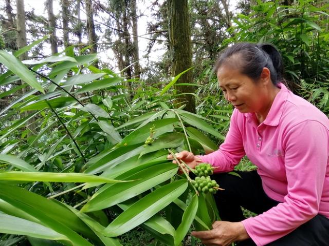 “益智子”成为思念村民助力乡村振兴的助推器