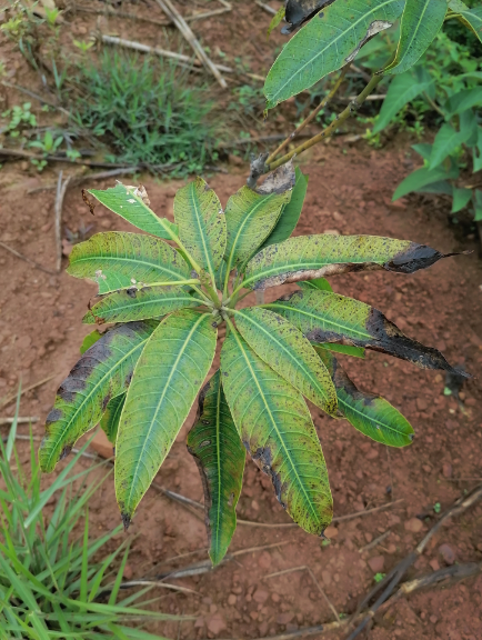 芒果高产栽培关键技术，病虫害防治及施肥等方面栽培