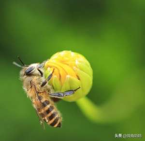 养蜜蜂种植什么花(蜜蜂喜欢什么花？)