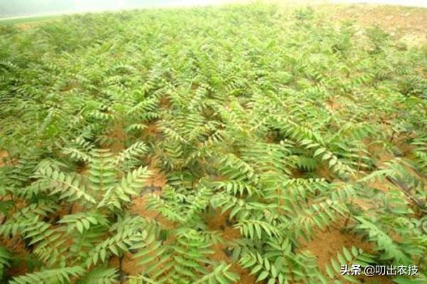 香椿栽培管理技术，讲一下香椿芽如何种植，怎么让香椿芽采摘长