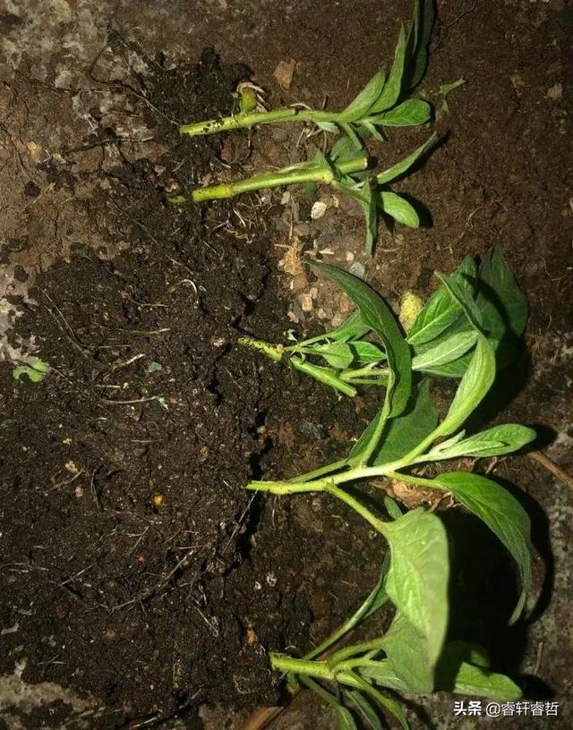 这是我花盆种的人参果，香甜赛蜜瓜，买来的无法比，分享种植方法