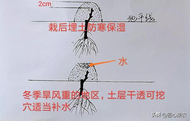 葡萄苗什么时候栽比较好？农泽苗木批发价格