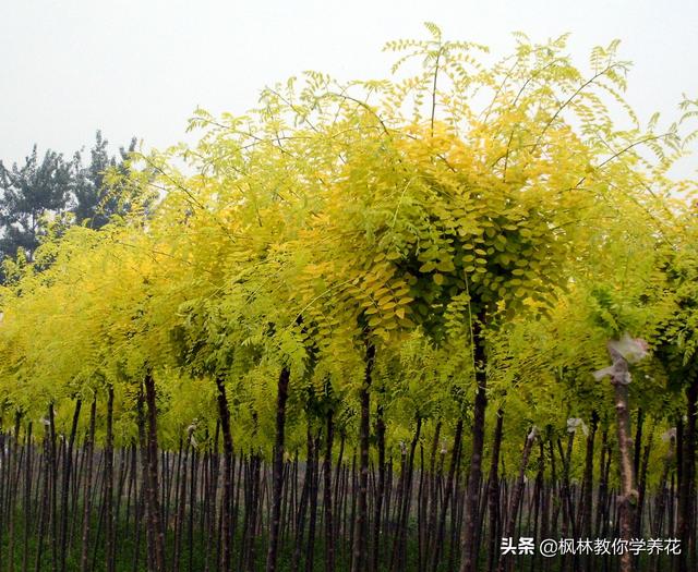 园林花木品种，国槐的发展现状和未来前景展望