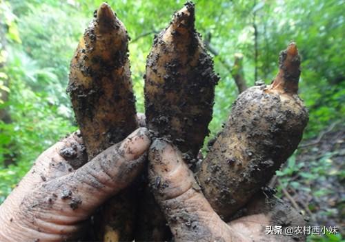 天麻种植技术：天麻田间栽培技术要点