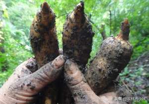 天麻的种植环境(天麻种植技术：天麻田间栽培技术要点)