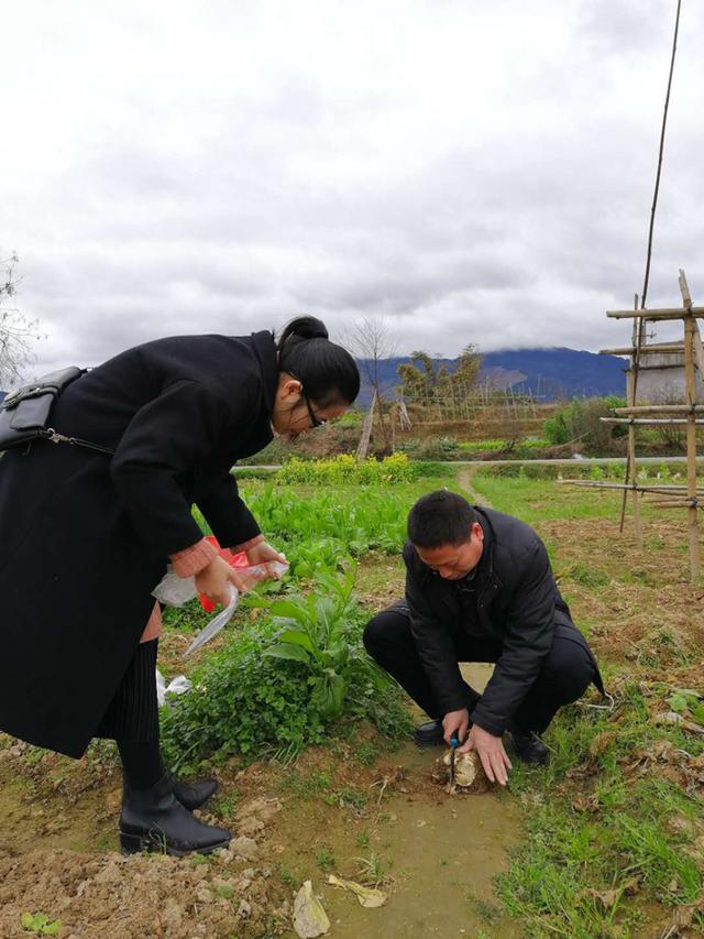 如何让小洲头菜生长健壮？植物学博士走进基地来支招