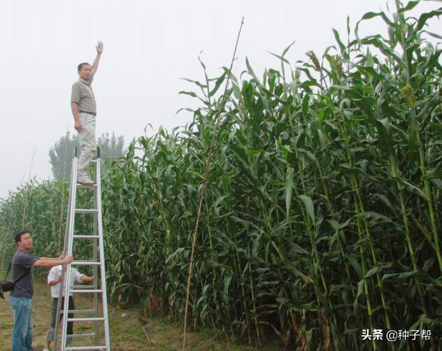 多次收割型巨型高粱，种植效益比青贮玉米高出2倍，种植方法介绍