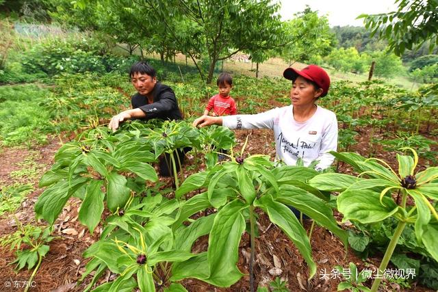 种粮收益一般，而农村土地又不能荒废，不妨选择种植这4种中药材