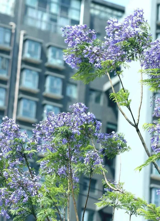 曲靖经开区1000余棵蓝花楹竞相盛放 紫色浪漫扮靓城市