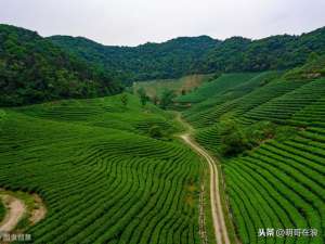 艾草种植(中草药艾草的种植技术及前景)