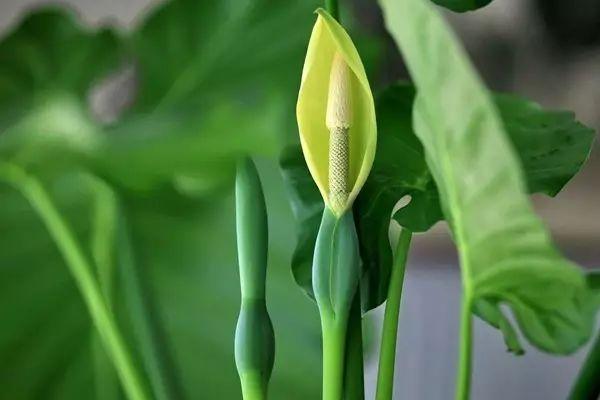 海芋、魔芋、香芋，它们都属于芋头家族吗？