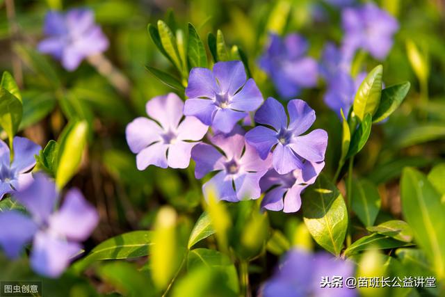 长春花的栽培与管理，建议收藏哦