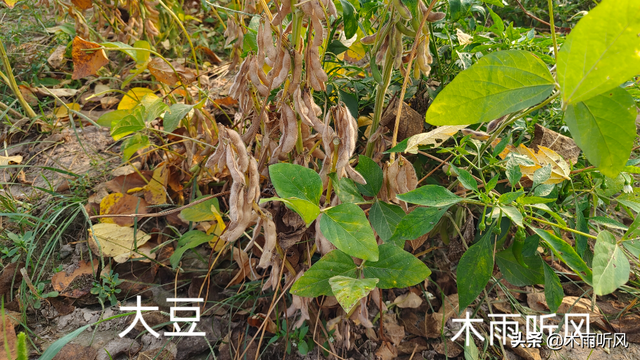 黄豆适宜什么时候播种？种植黄豆需要注意什么？