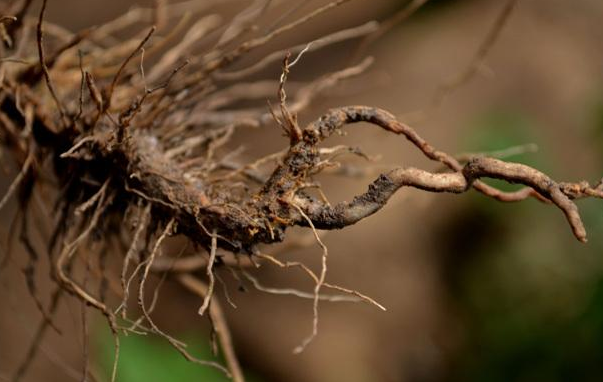 芦笋味道鲜美，种植出优质的芦笋，种植技术很重要