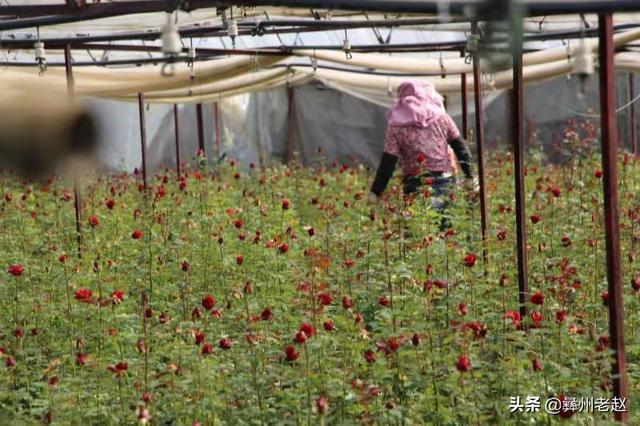 大棚种植的玫瑰花也需要保暖，这5个方法你不得不用