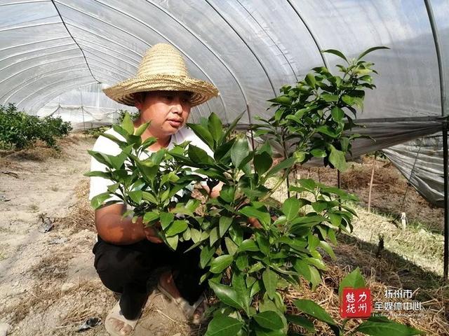 【走向我们的小康生活】洪新安：大棚种菜走向小康