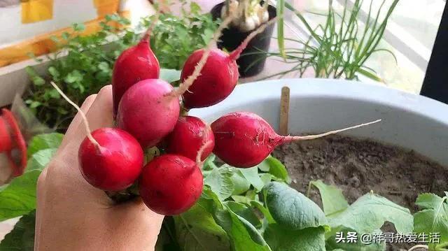 阳台养花改种菜，观赏价值+实用价值=两全其美