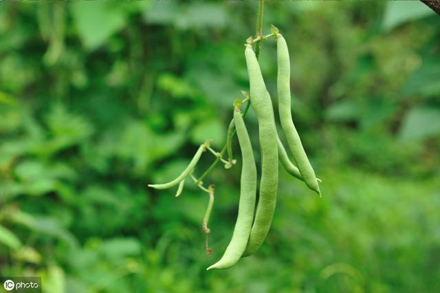 春季露地四季豆如何种植？从选地到收获分析详细种植技术