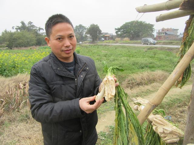 如何让小洲头菜生长健壮？植物学博士走进基地来支招