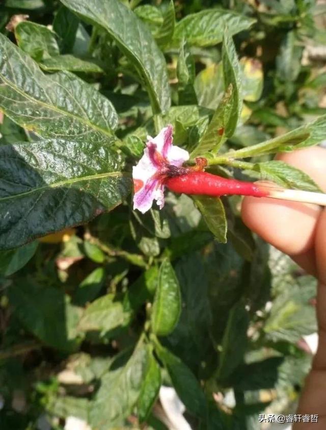 这是我花盆种的人参果，香甜赛蜜瓜，买来的无法比，分享种植方法