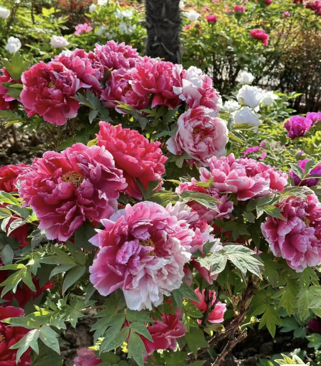 5种花富贵命，能活几百年，种个小花苗，养成“大花树”太值钱！