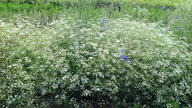 干旱地区，中药材种植，分享5个容易种植的品种