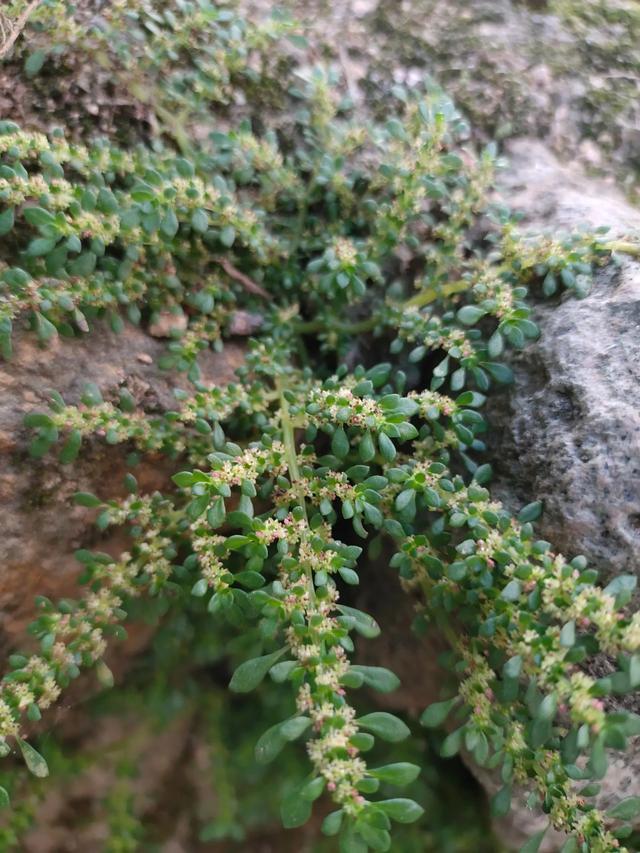 独特而迷人的小精灵：小叶冷水花（透明草）