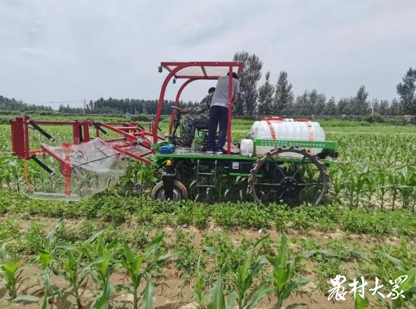 既稳粮又增油！解码山东复合种植新模式