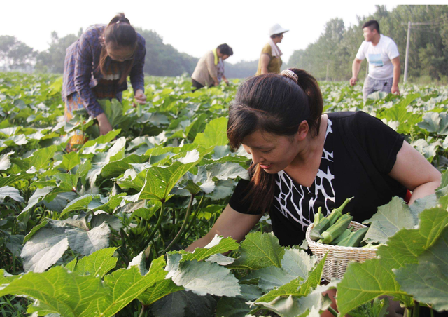 秋葵好吃又营养，秋葵种植的4个要点，农民种植需做到