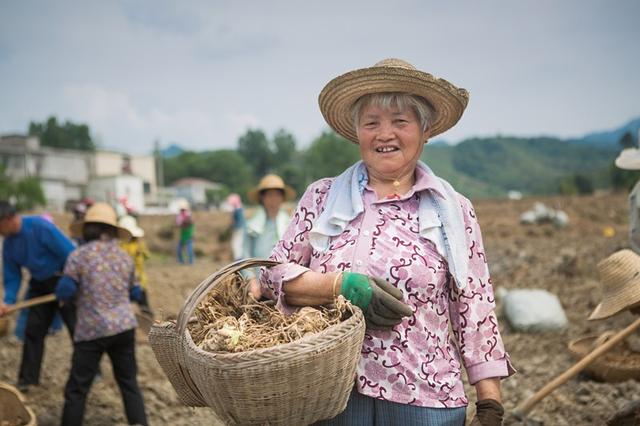 新县：抢天夺时 300亩阳荷姜种植忙