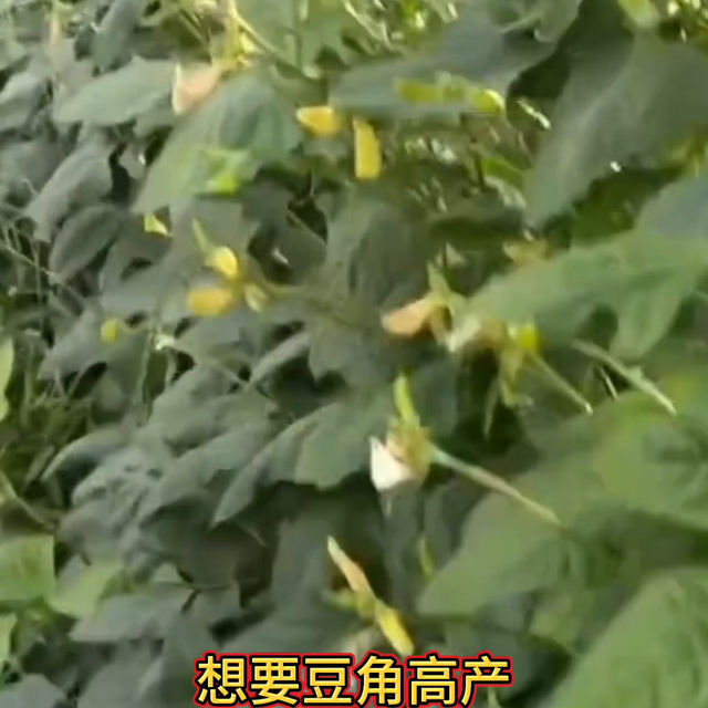 豆角花期四大忌花多荚多#豆角种植#三农#农业种植@抖音短视频