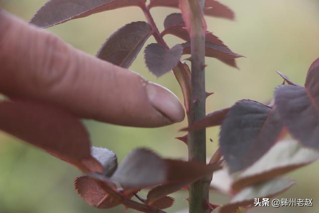 大棚种植的玫瑰花也需要保暖，这5个方法你不得不用